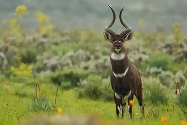 Trekking in the Bale Mountains – 10 days