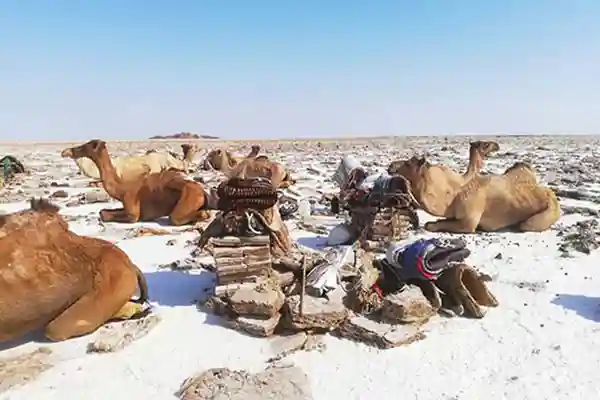Danakil Depression Semera Tours – 3 Days