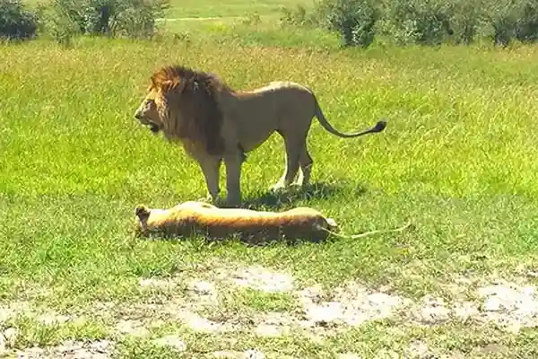 Kenya Tours – 12 Days