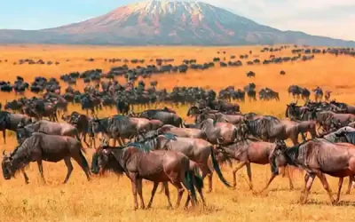 Ethiopia – Kenya Cross Border Tour – 17 days