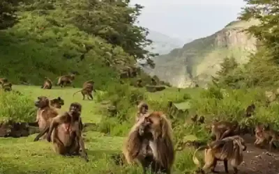 Ethiopia Tours To Harar, Awash National Park, Bale Mountain National Park Along with Rift Valley Region – 7 days
