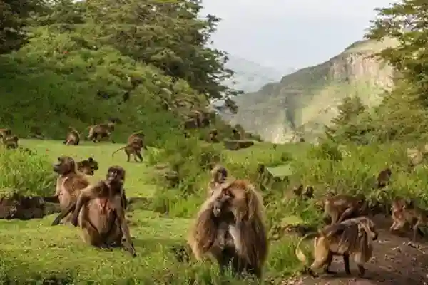 Ethiopia Tours To Harar, Awash National Park, Bale Mountain National Park Along with Rift Valley Region – 7 days