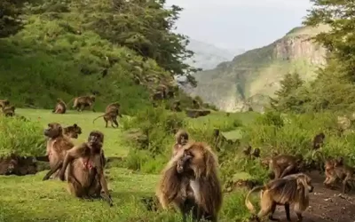 Ethiopia Tours To Harar, Awash National Park, Bale Mountain National Park Along with Rift Valley Region – 7 days