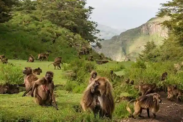 Ethiopia Tours To Harar, Awash National Park, Bale Mountain National Park Along with Rift Valley Region – 7 days