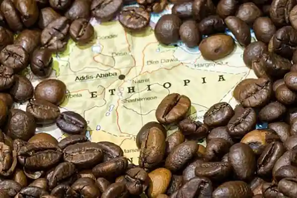 Ethiopian Coffee Tours (Jimma, Yirga Cheffe & Harar) – 10 days