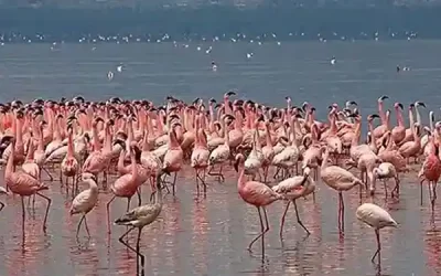 Ethiopia Tours to Hawassa, Abijata Shalla & Lake Langano – 6 days